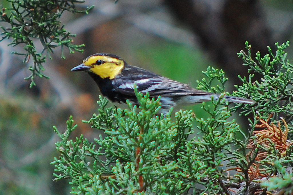 Texas Land Conservancy Preserves East Verde Creek In Bandera County